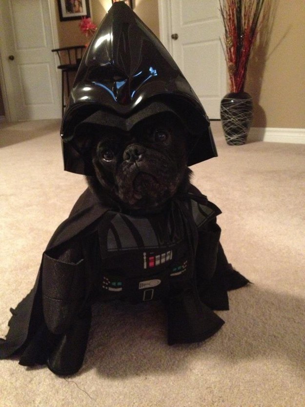 This unimpressed Bark Vader.